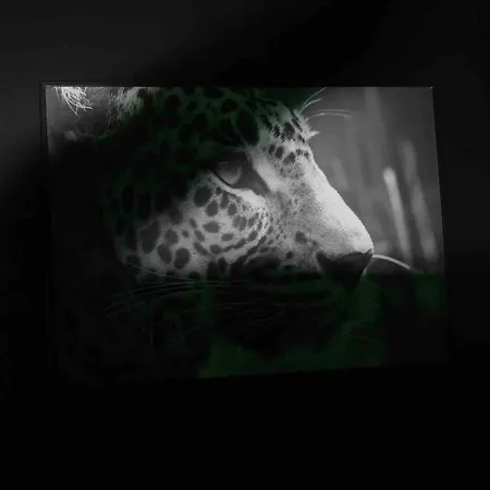 The Jungle Senso Apartamento